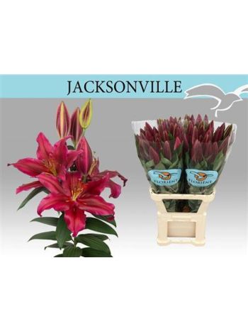LI OR JACKSONVILLE 105CM