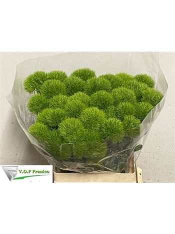 DI BARB GREEN TRICK 65CM