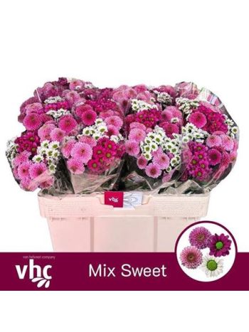 CHR SAN GEM - SWEET