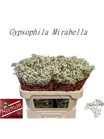GYPS PA MIRABELLA