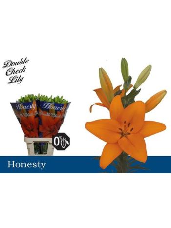 LI LA HONESTY 90CM