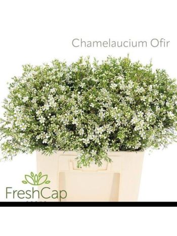 CHAME UN OFIR 60CM