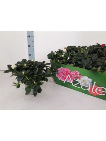 RHODO SI VOGEL GEM
