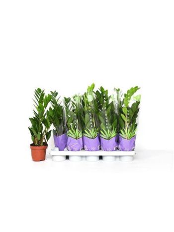 ZAMIOCULCAS ZAMIIFOL