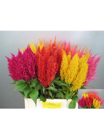 CEL PLUMOSA OV