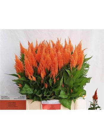 CEL P APRICOT BRANDY