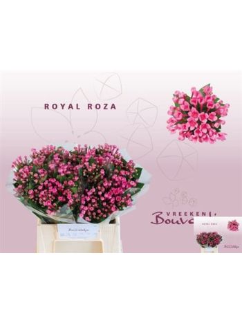 BOU EN ROY ROZA 40CM