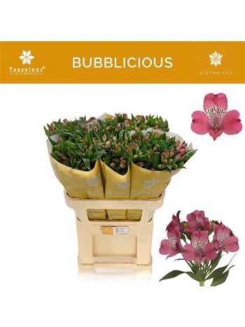 ALSTR BUBBLICIOUS