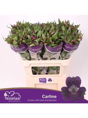 ALSTR CARLINE