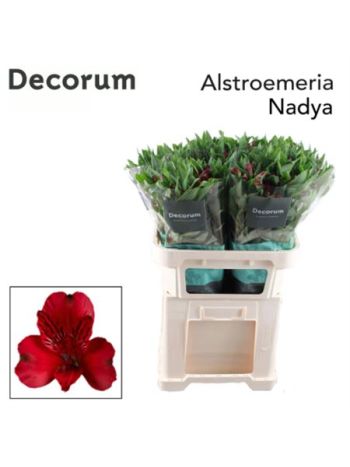 ALSTR NADYA