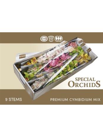 CYMB T *9 GEM 60CM