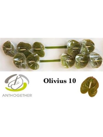 ANTH A OLIVIUS *10