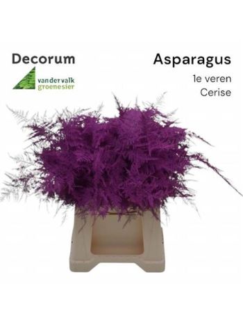 ASP OV KLB H% - CERISE