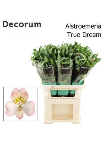 ALSTR TRUE DREAM