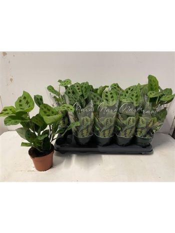 MARANTA KERCHOVEANA