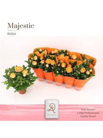 RO MARACUJA KORD GR