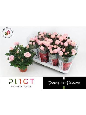 RO AM INF SOFT PINK