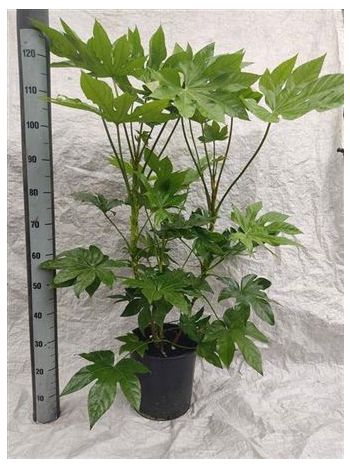 FATSIA JAPONICA