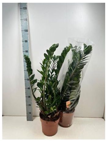 ZAMIOCULCAS ZAMIIFOL