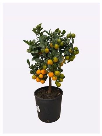 CITR MICROCARPA