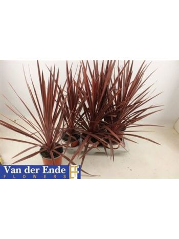 CORD AUS RED STAR