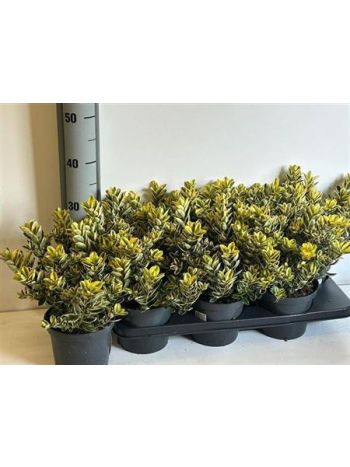 HEBE AND VARIEGATA