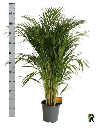 DYPSIS LUTESCENS