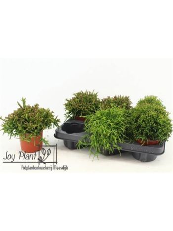 RHIPSALIS GEM