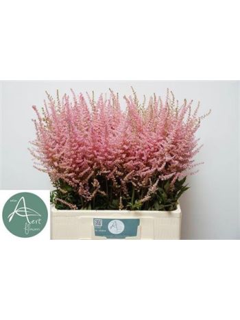 ASTIL AR ERIKA 65CM