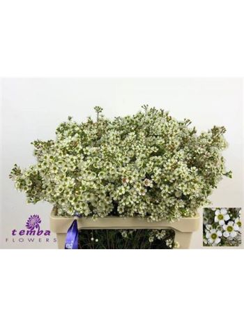CHAME CRYSTAL PEARL 70CM