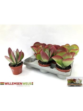 KALANCHOE THYRSIFL