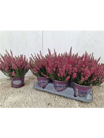 CALLU BL STEFFI
