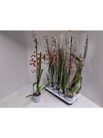 COLMANARA