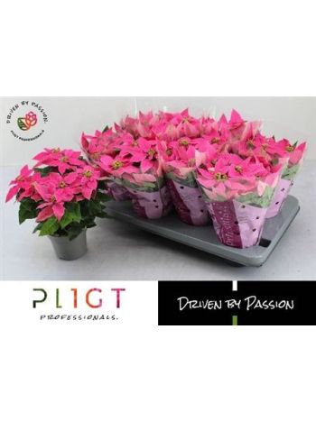 EUPHOR P PRI DA PINK
