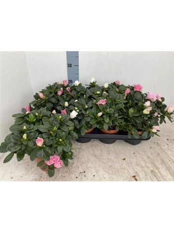 RHODO SI VOGEL GEM *8