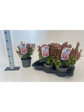 LEUCOT AX CURLY RED