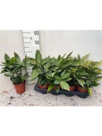 AUCUBA J VARIEGATA