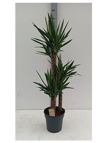 YUCCA 3 TÖRZSES