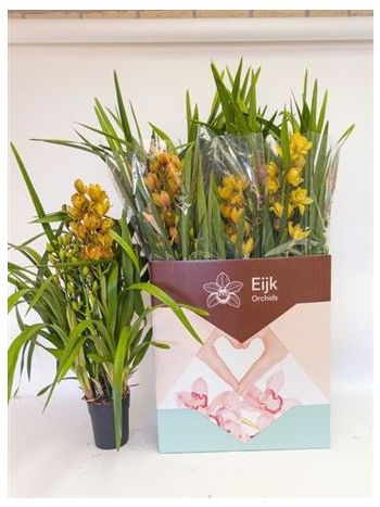 CYMBIDIUM NARANCS 2-3 +