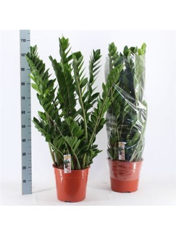ZAMIOCULCAS ZAMIIFOL