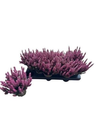 CALLU B-L PINK