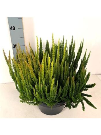 CALLU SKY SKYFIVE GP