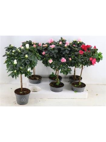 RHODO SI TÖRZSES