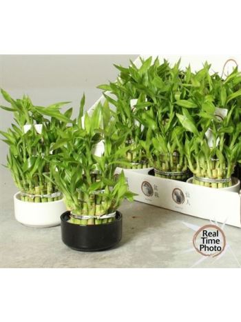 DRA LUCKY BAMBOO