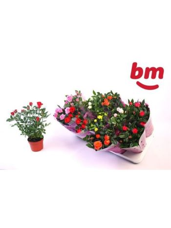 RO B MONDE GEM