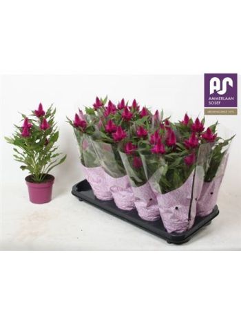 CELOS DEEP PURPLE