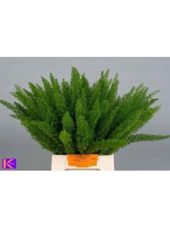 ASP DENS MYERS 50CM