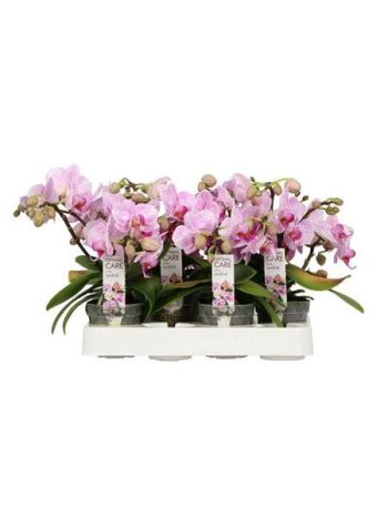 PHAL MINI CANDY