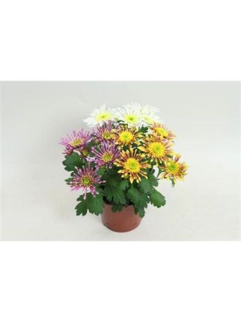 CHRYS SPLASH INTENSE MIX PER POT