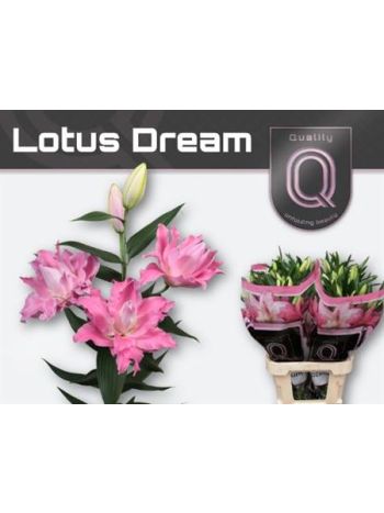 LI OR DU LOT DREAM 85CM